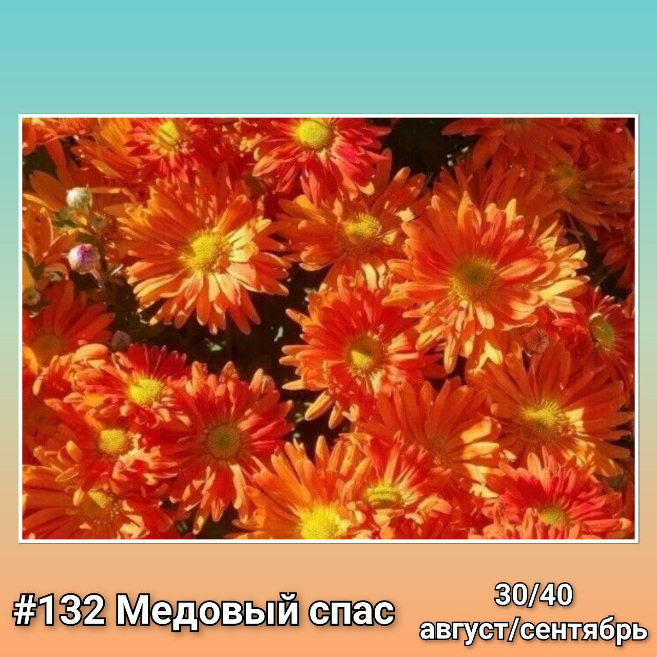 Хризантема корейская Медовый спас #132