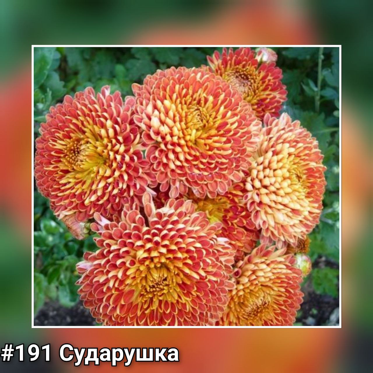 Хризантема корейская Сударушка #191
