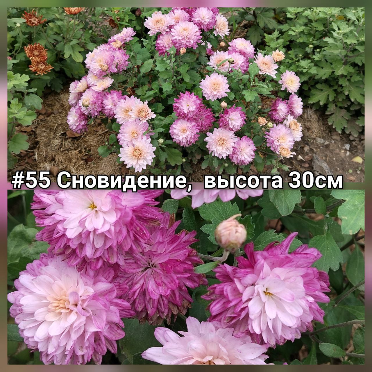 Хризантема корейская Сновидение #55