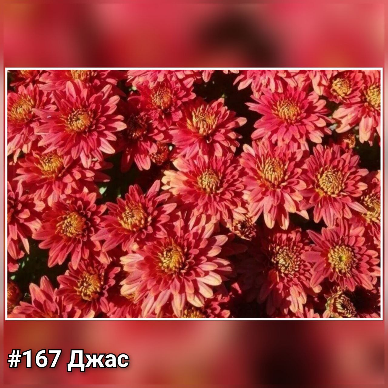 Хризантема корейская Джас #167
