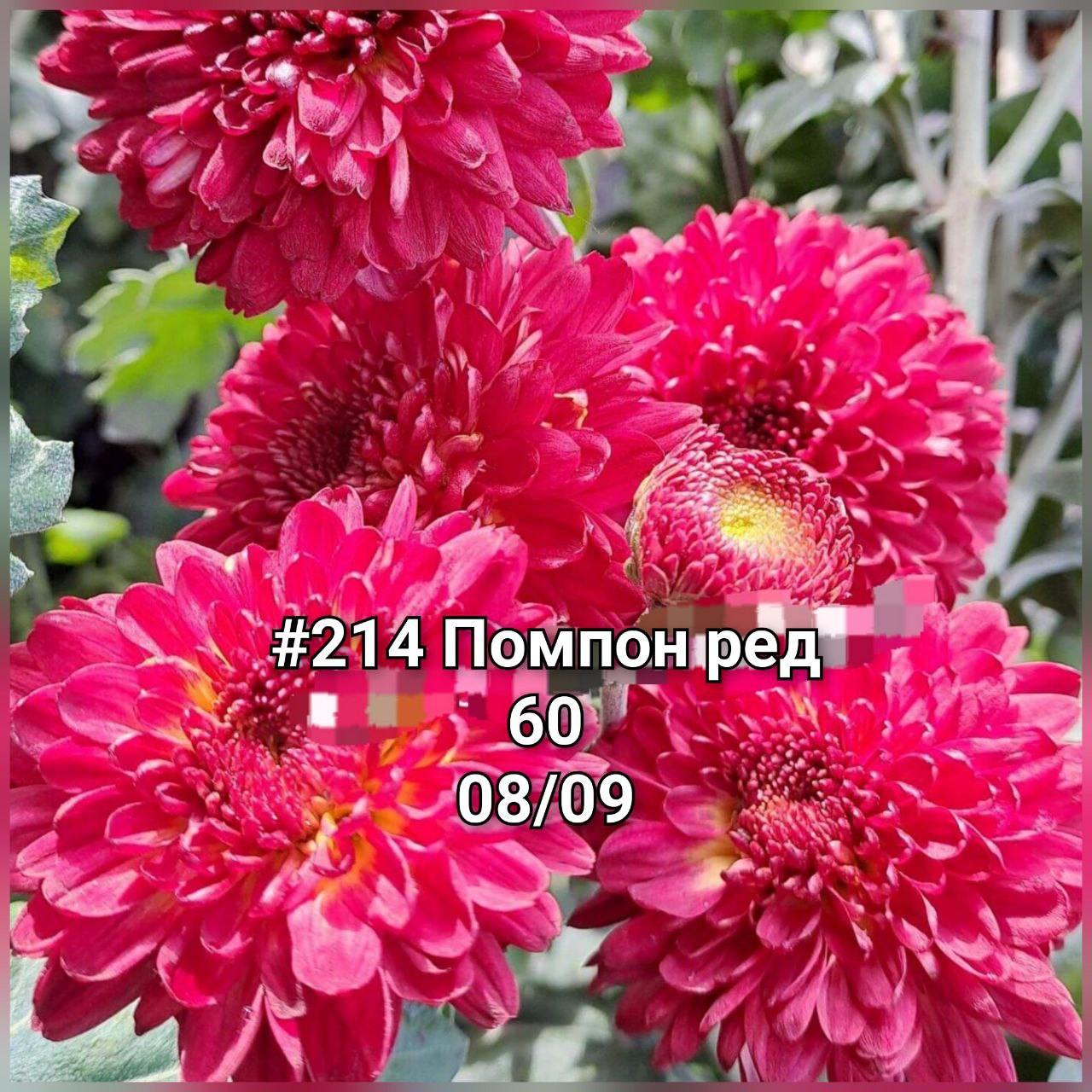 Хризантема корейская Помпон ред #214
