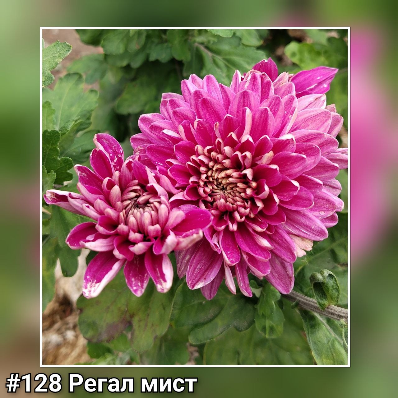 Хризантема Корейская Регал мист #128