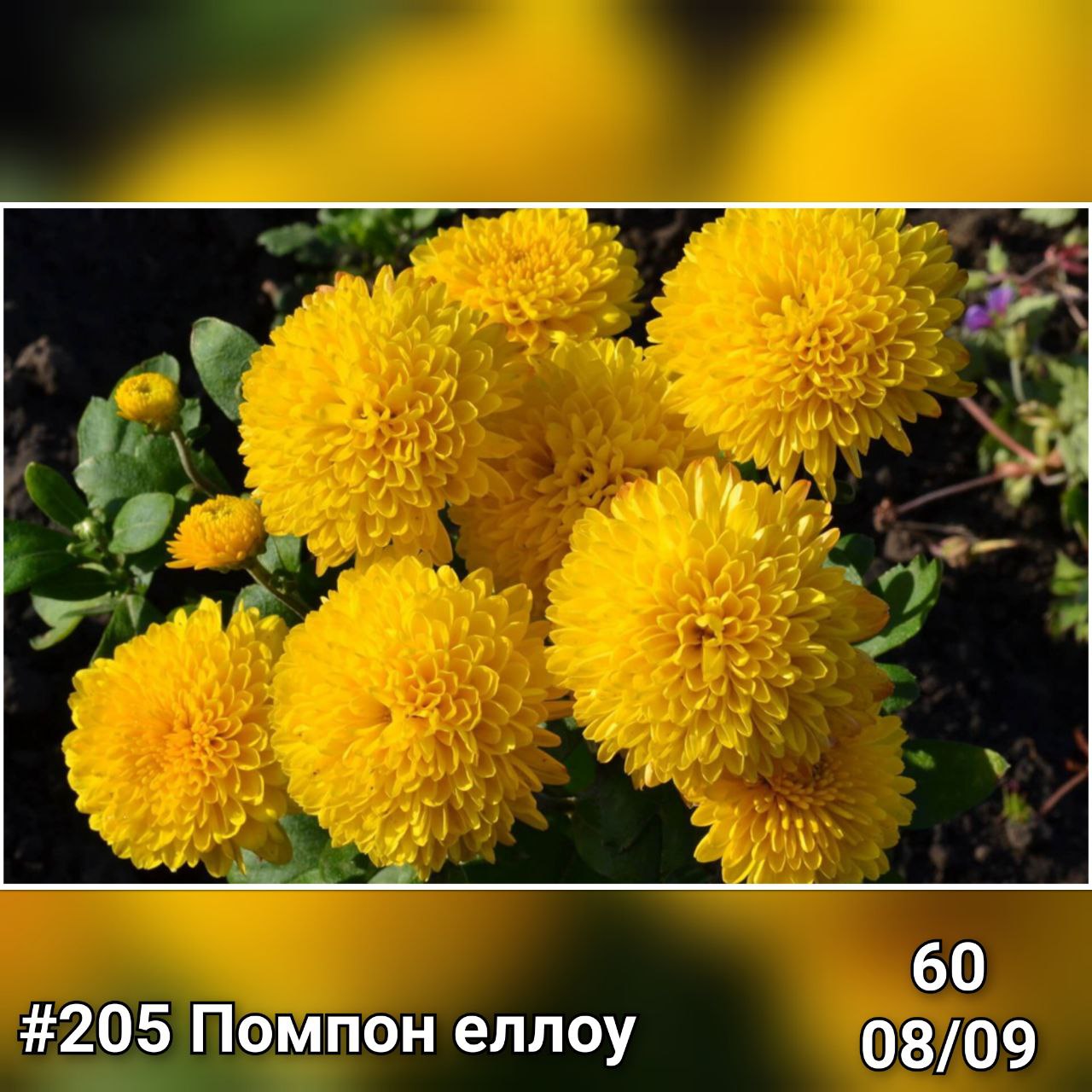 Хризантема корейская Помпон еллоу #205